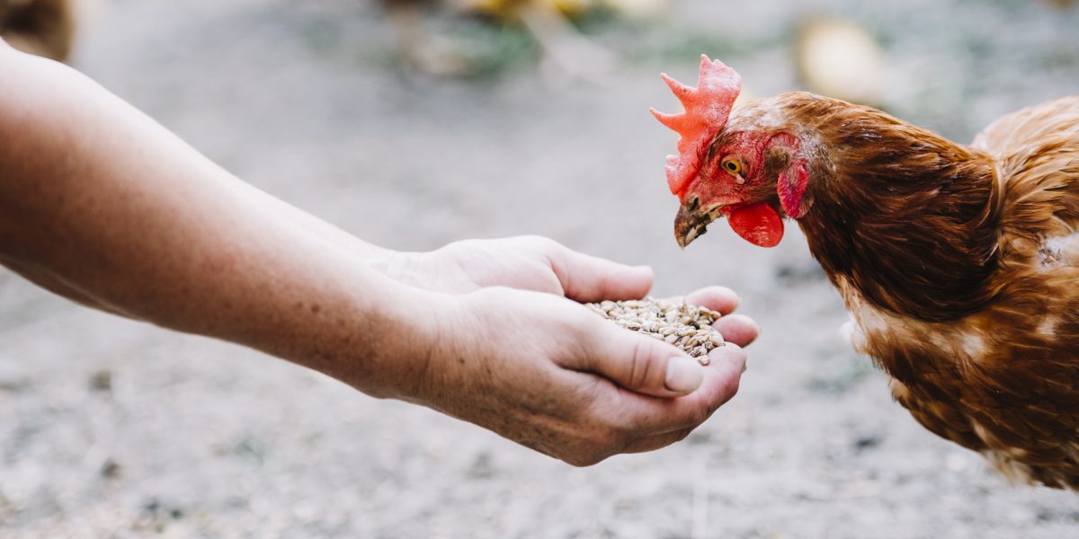 Balproec Balanceados